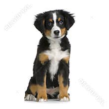 Puppy Bernese mountain dog
