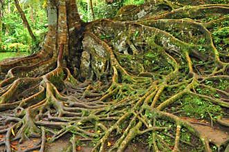 Forest tree with roots