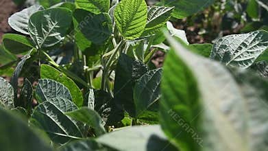 Green cultivated soybean plants in the field are swaying in the wind