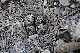Killdeer shorebird eggs