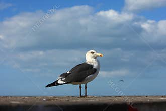 The seabird closeup shot