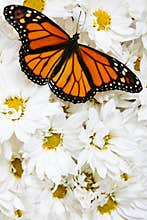 Butterfly on Flowers