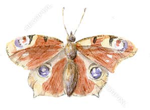 Hand painted watercolor peacock butterfly clipart isolated on white background. Boho, rustic country style illustration