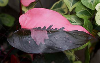 Beautiful pink and black leaf of Philodendron Pink Princess tropical plant