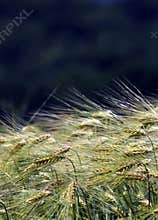 Ripe ears of winter barley