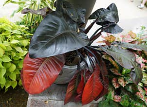 Red and black leaves of Philodendron Black Cardinal, a popular indoor plant