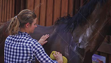 Caretaker Giving Bath To A Dark Bay Horse Wiping The Body Using A Sponge