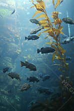 Kelp Forest