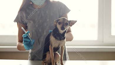 Vaccination of a dog in a pet clinic, a veterinarian doctor is going to give an injection with a syringe, the puppy is afraid
