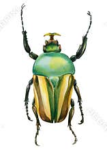 Beetle on isolated white background, watercolor illustration, green scarab