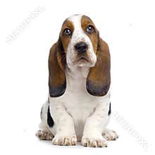 Basset Hound Puppy