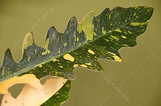 A variegated leaf of Philodendron Ring of Fire