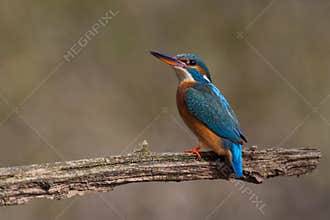 Kingfisher on a dead tree branch