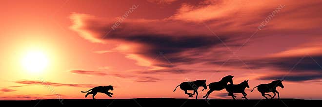 Hunting cougar