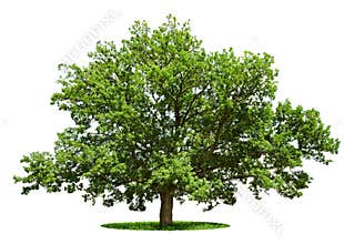 Big tree - oak isolated on a white