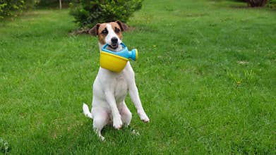 Dog Jack Russell Terrier stands on the lawn and holds a watering can
