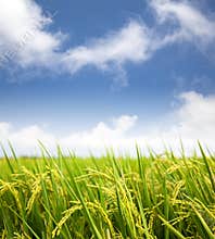Rice field with cloud