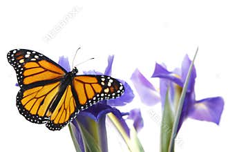 Butterfly on flowers