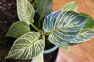 Green and white variegated leaf of Philodendron Birkin