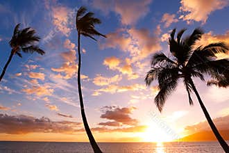 Sunset Palm Trees