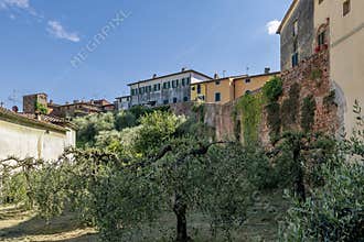 Olive trees near the ancient walls of the village of Montecarlo, Lucca, Italy, on a sunny day