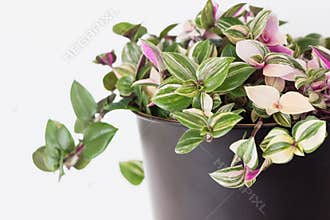 Tradescantia fluminensis tricolor plant in pot on white background