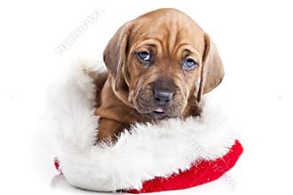 Young happy christmass doggy