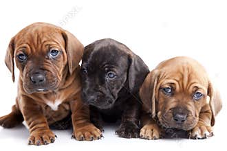 Three happy dogs on white background