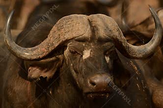 African Buffalo