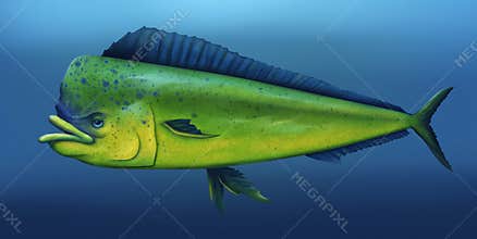 Mahi Mahi - Digital Painting