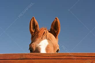 Horse peeking over fence