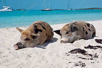 Island Pigs