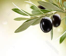 Ripe Olives on a tree