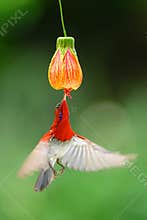 Crimson sunbird busy sucking nectar