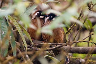 Wild Trochalopteron affine birds sitting on the branch in forest