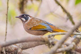 Black-faced laughingthrush Trochalopteron affine bird sitting on the branch in forest at mountains