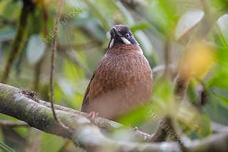 Black-faced Laughingthrush Trochalopteron affine wild bird on the branch in fores