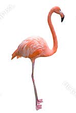 Pink flamingo.