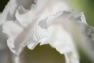 Dew Speckled Divinity