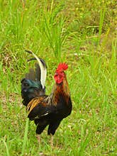 Beautiful rooster in countryside, Bali, Indonesia.