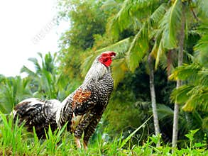 Beautiful rooster in countryside, Bali, Indonesia.