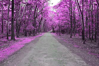 Forest road in autumn