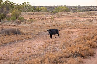 A feral pig in a mulga and grassland habitat watches with curiosity and suspicion.