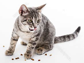 cat eating dry food for cat