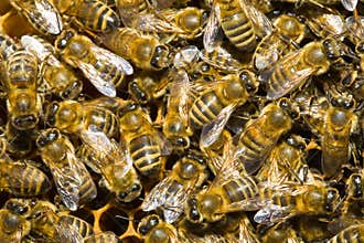 Honey bees in hive