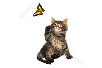 Cat and butterfly