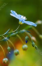 Common Flax Flower