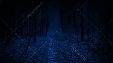 POV Moving Along Trail In Scary Night Forest