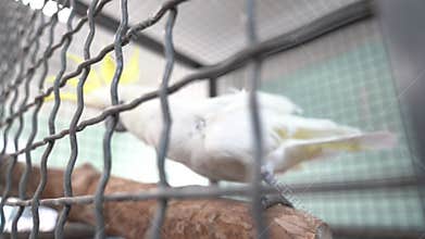 A cockatoo with a ruffled crest. Selective focus on a white cockatoo in a cage. The white parrot shakes its head in