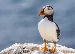 Atlantic puffin fratercula arctica